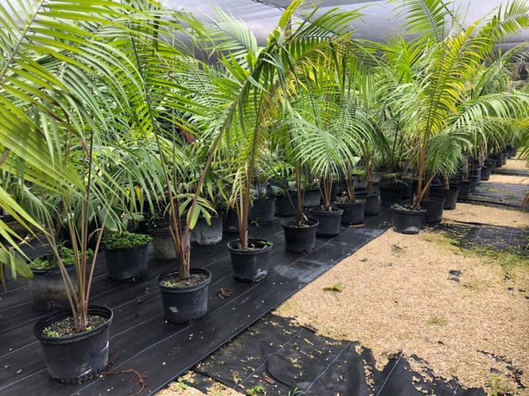 Redland Nursery Wholesale Nursery Homestead Redland Nursery